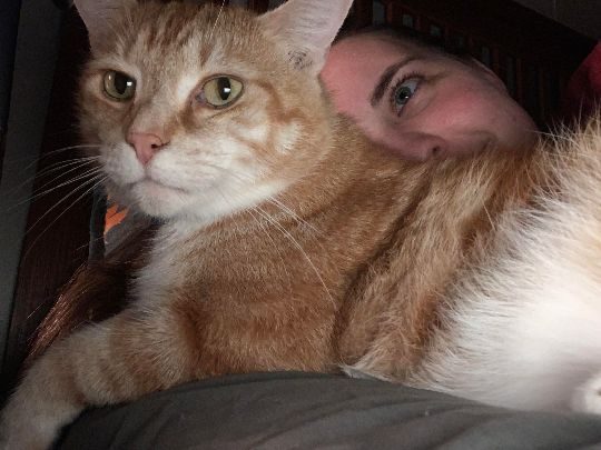 Georgie, lost cat, pumpkin