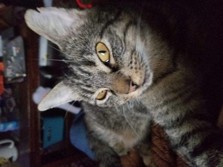 Chonk, lost cat, Tabby