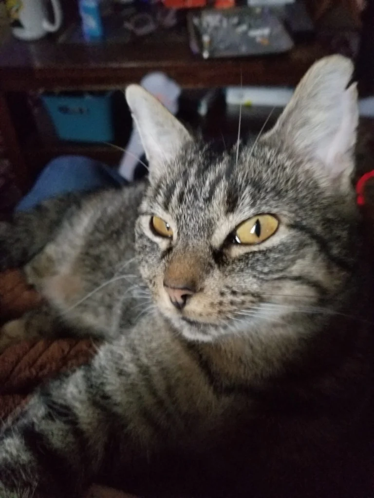 Chonk, lost cat, Tabby