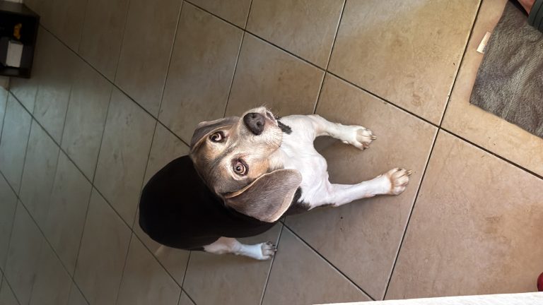 Belial, lost dog, beagle