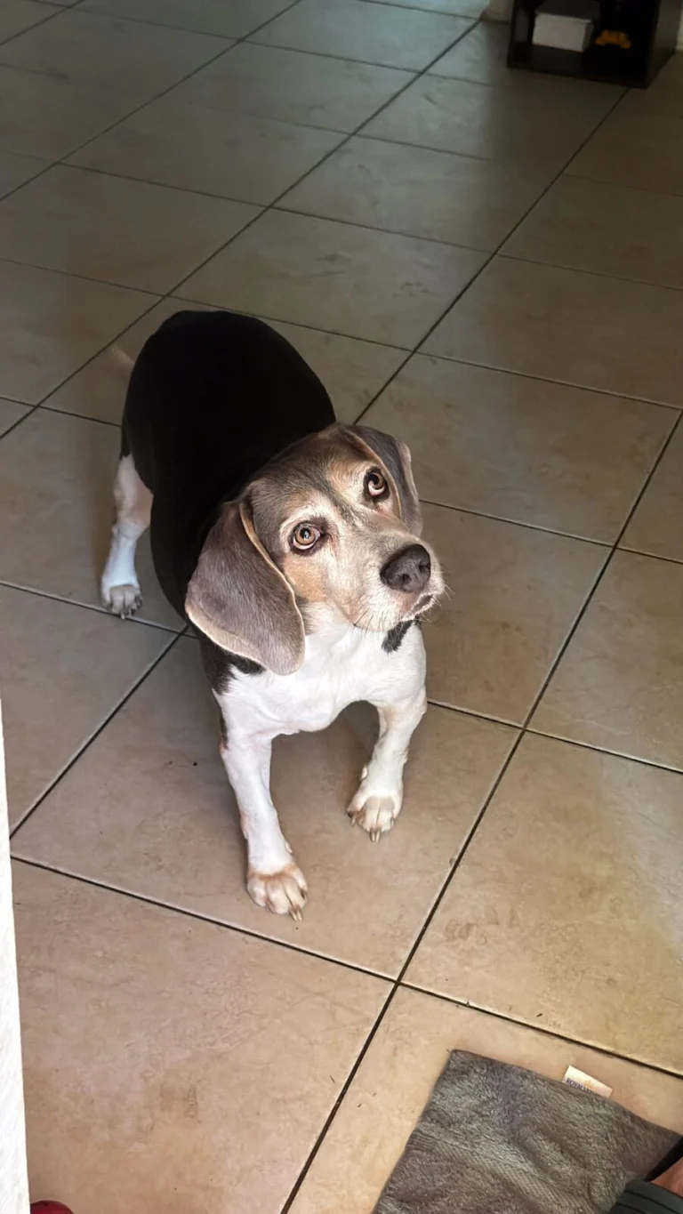 Belial, lost dog, beagle