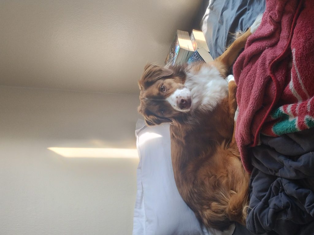 Willow, lost dog, Austrialian Shepherd