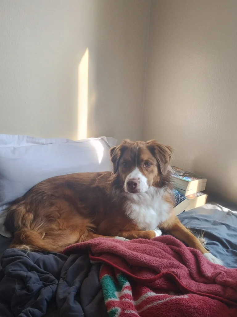 Willow, lost dog, Austrialian Shepherd