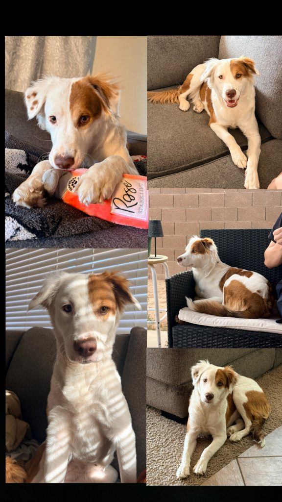 Stella, lost dog, Australian shepherd mixed with border collie