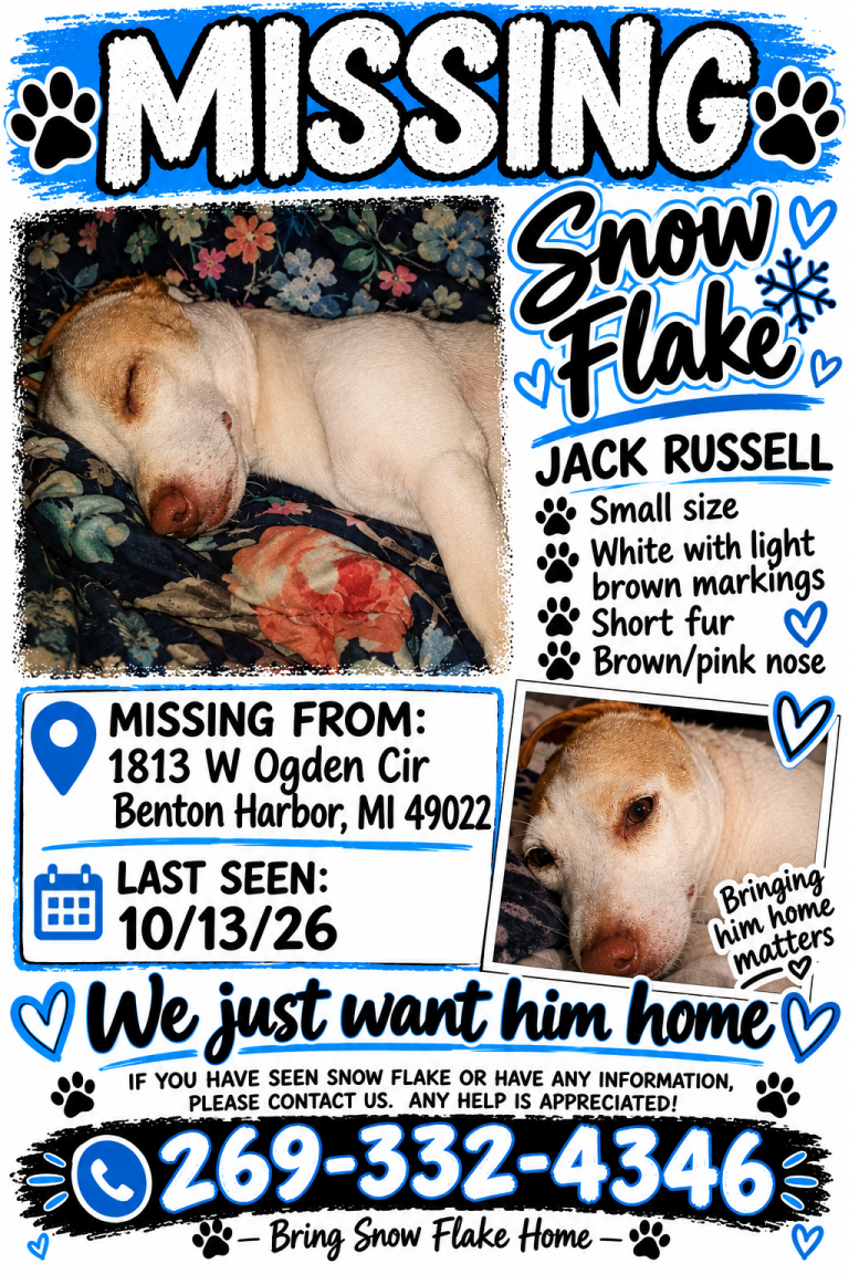 Snowflake, lost dog, Jack Russell chihuahua mixed