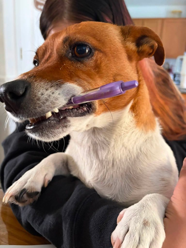 Moose, lost dog, Jack Russell