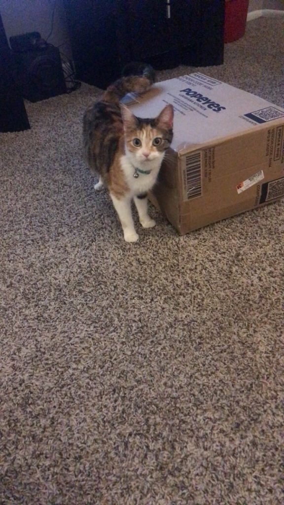 Pumpkin, lost cat, Calico