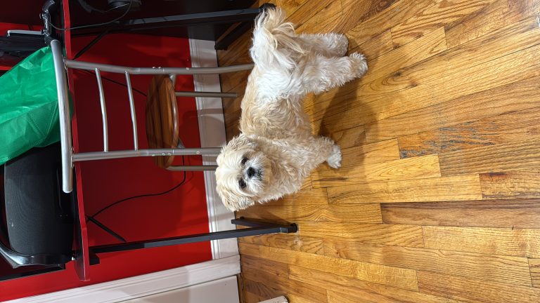 Chase, lost dog, shih tzu