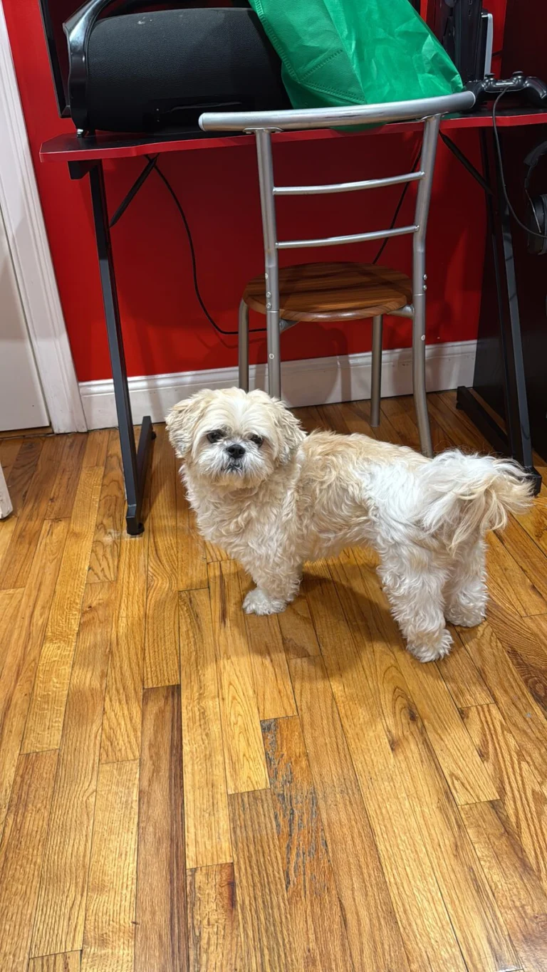 Chase, lost dog, shih tzu
