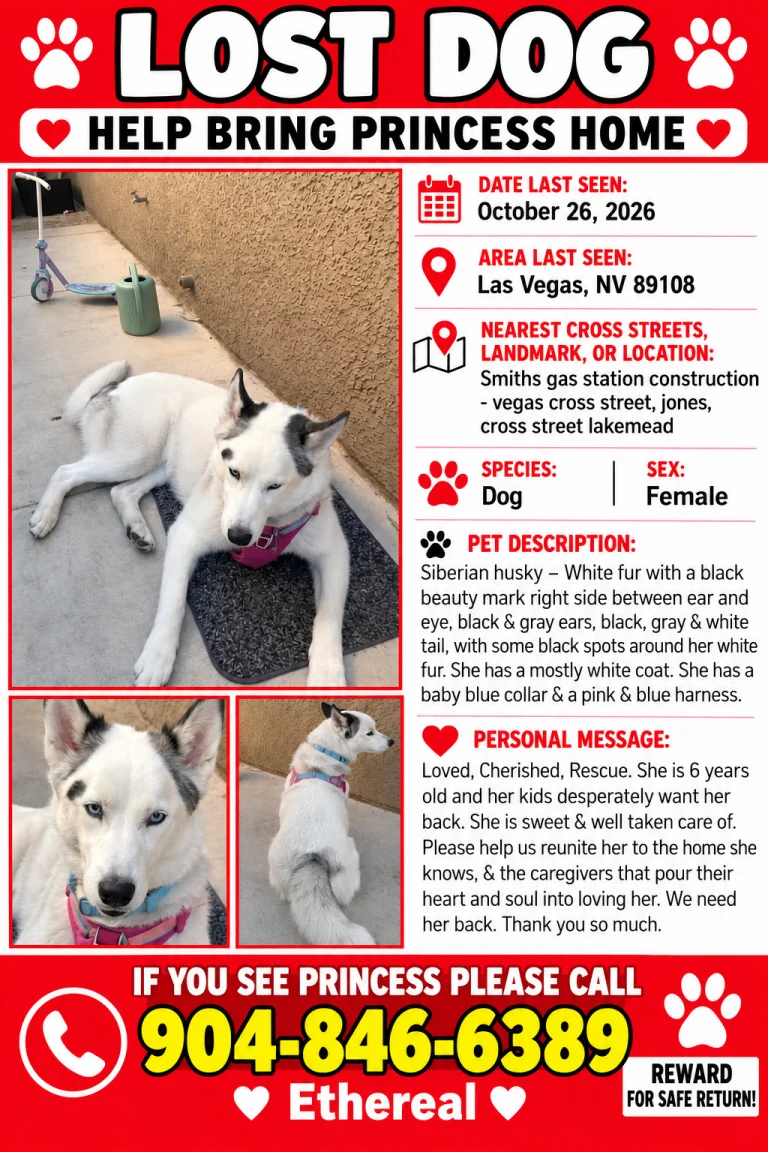 Princess, lost dog, Siberian huskey