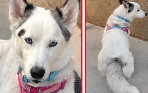 Princess, lost dog, Siberian huskey