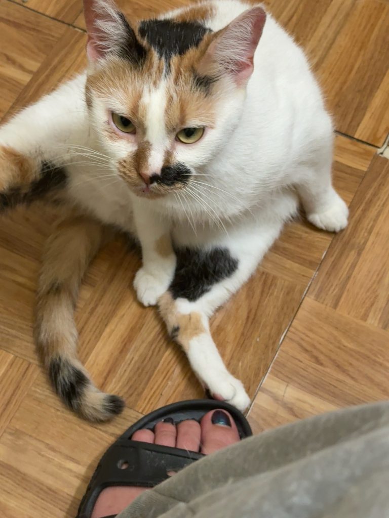 Sweetheart, lost cat, Short hair