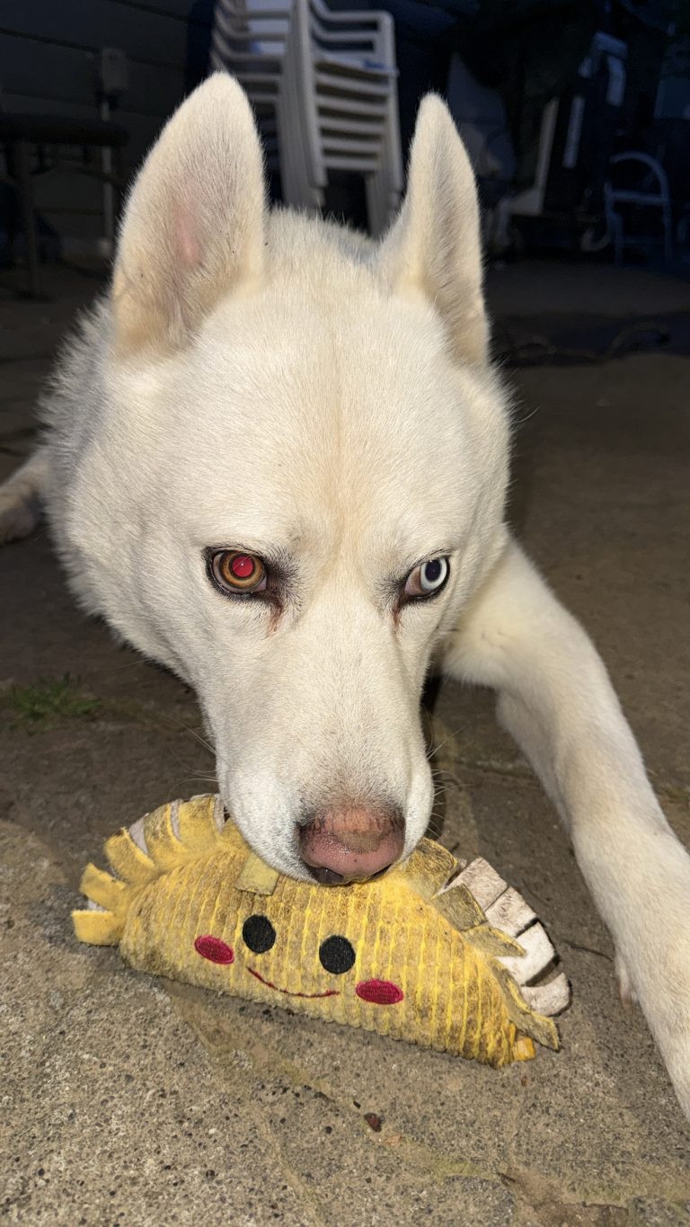 Balto, lost dog, Siberian husky