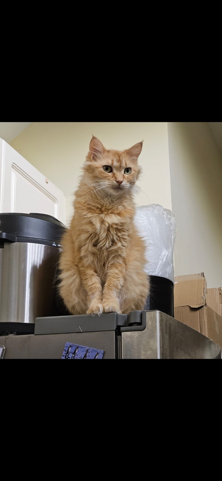 Princess Poof, lost cat, Tabby