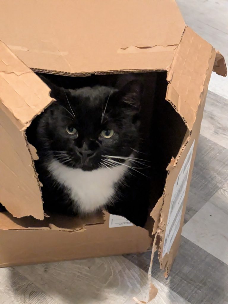 Soos, lost cat, American Shorthair