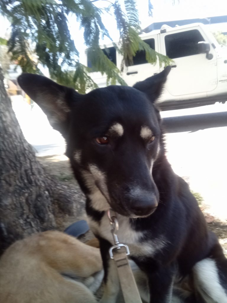 Nala, lost dog, German shepherd husky mix