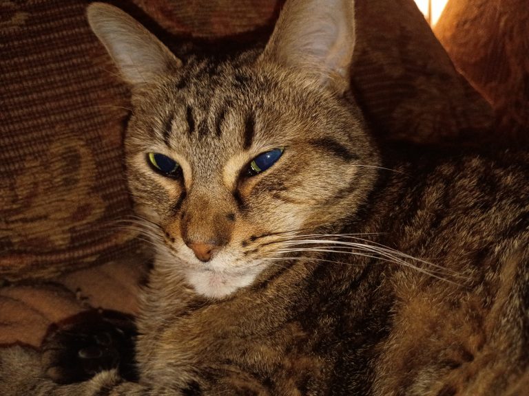 Leo, lost cat, Domestic shorthair