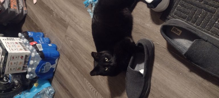 Blackie, lost cat, Unknown