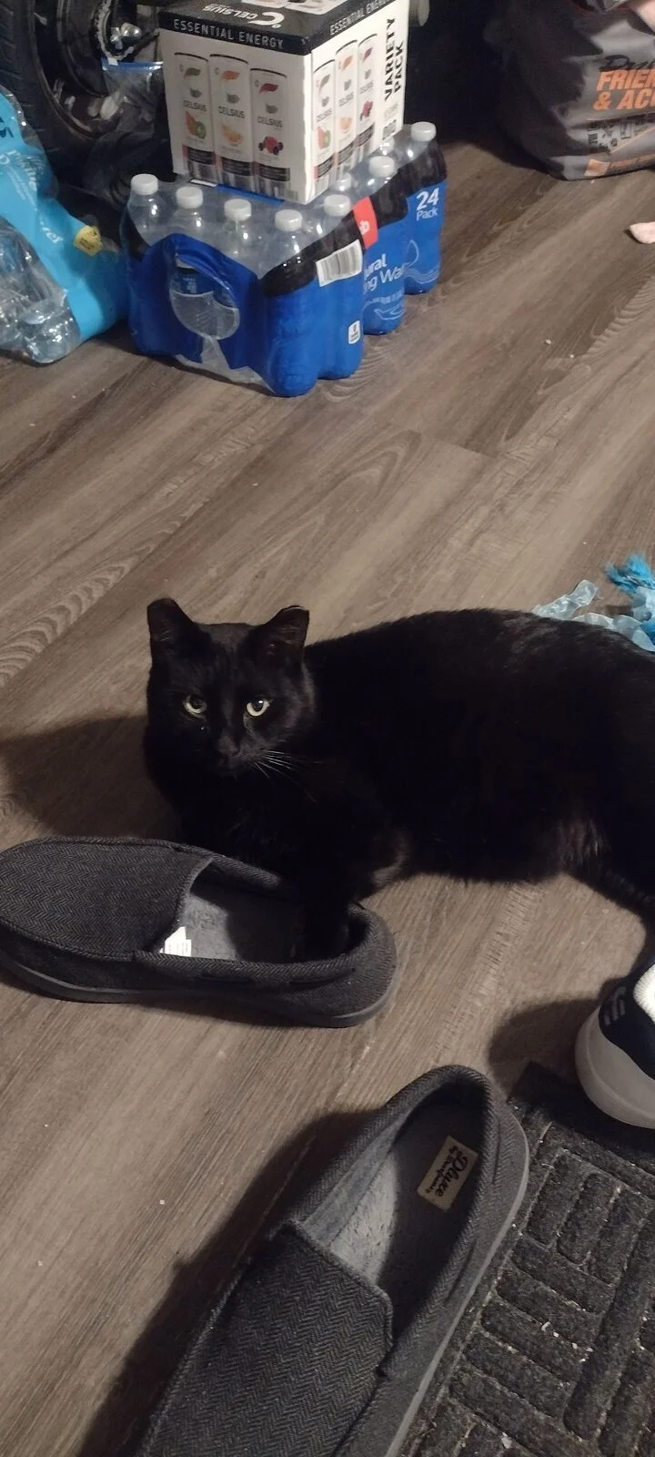 Blackie, lost cat, Unknown