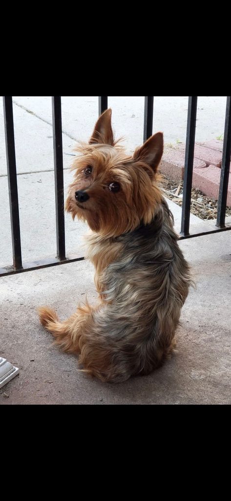 Mr. Belvedere, lost dog, Yorkie