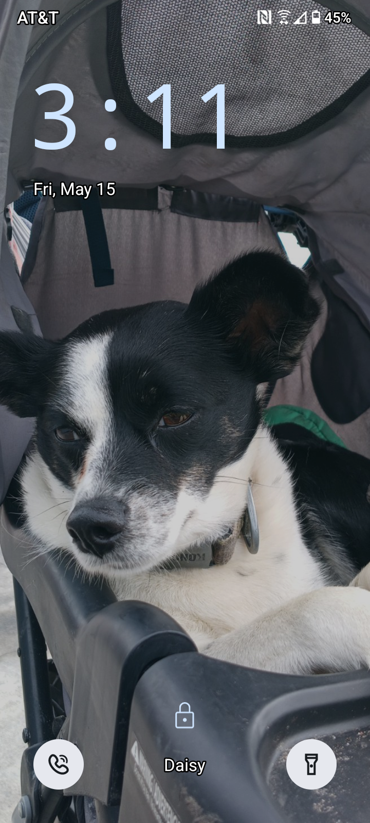 Daisy, lost dog, Frenchterrer