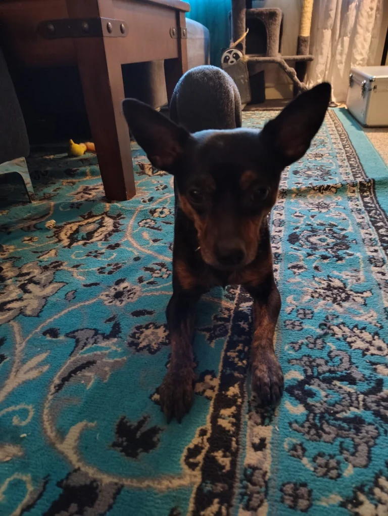 Javi, lost dog, MiniPincher