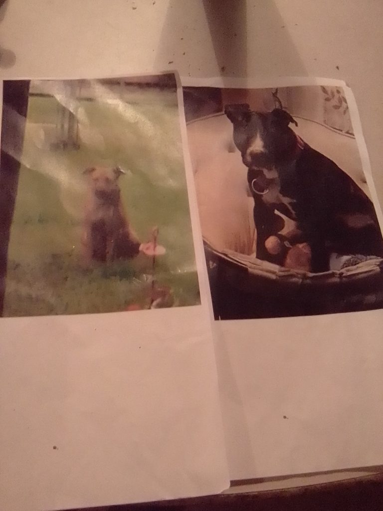 Sebastian, lost dog, Pitbull