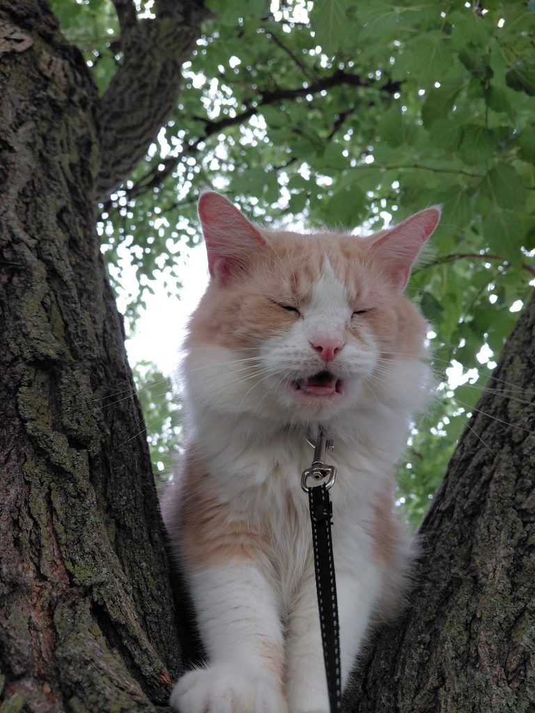 Naighty, lost cat, Domestic Long hair