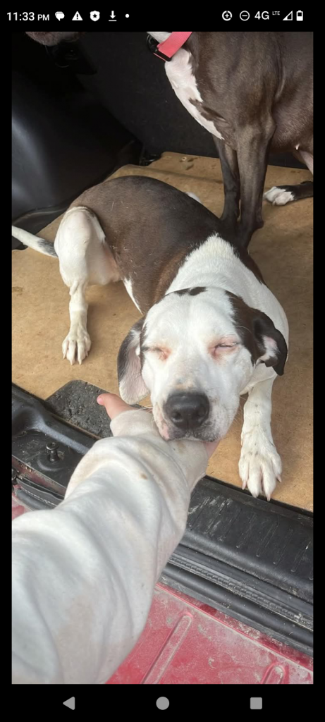 Marie, lost dog, Beagle/pit