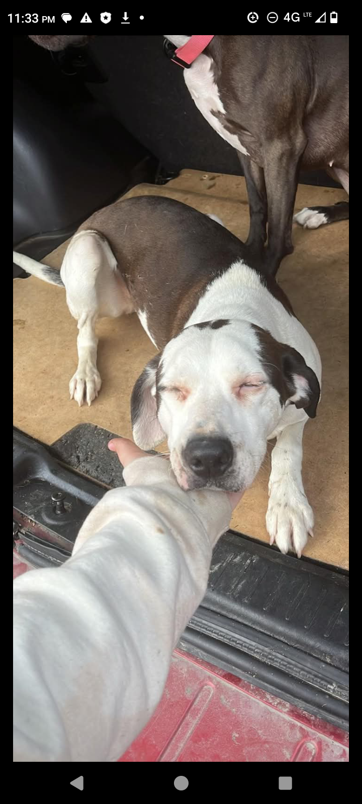 Marie, lost dog, Beagle/pit