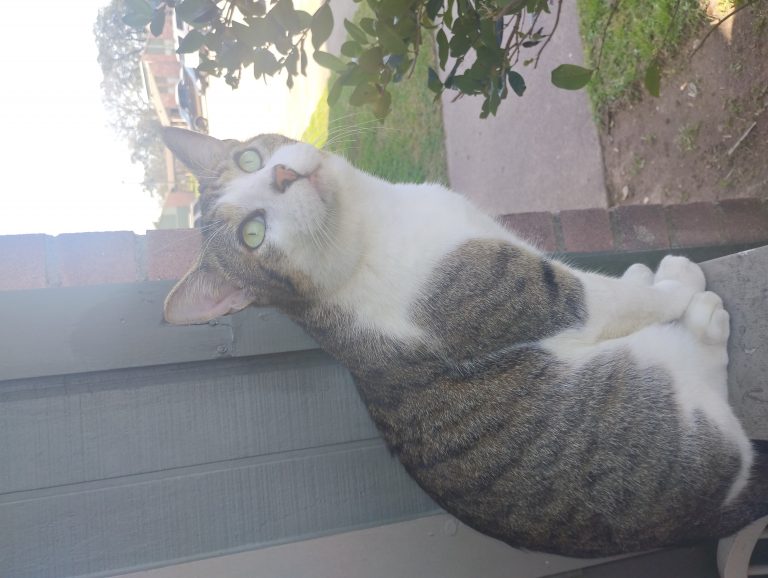 Freckles, lost cat, Mix