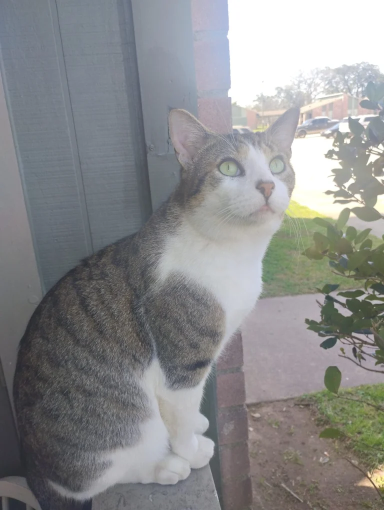 Freckles, lost cat, Mix