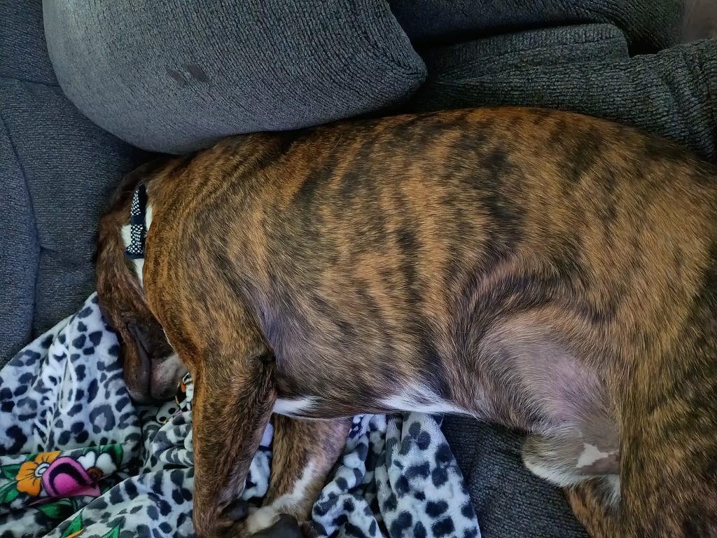 Romeo Or D.o.g, lost dog, Pitbull terrier mix
