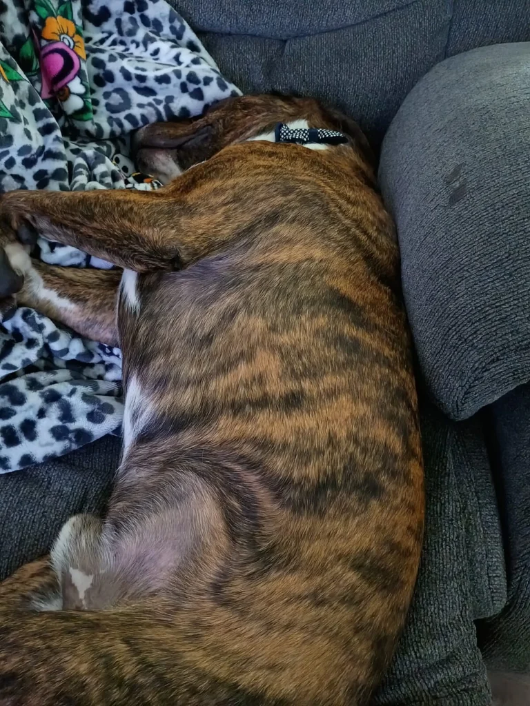 Romeo Or D.o.g, lost dog, Pitbull terrier mix