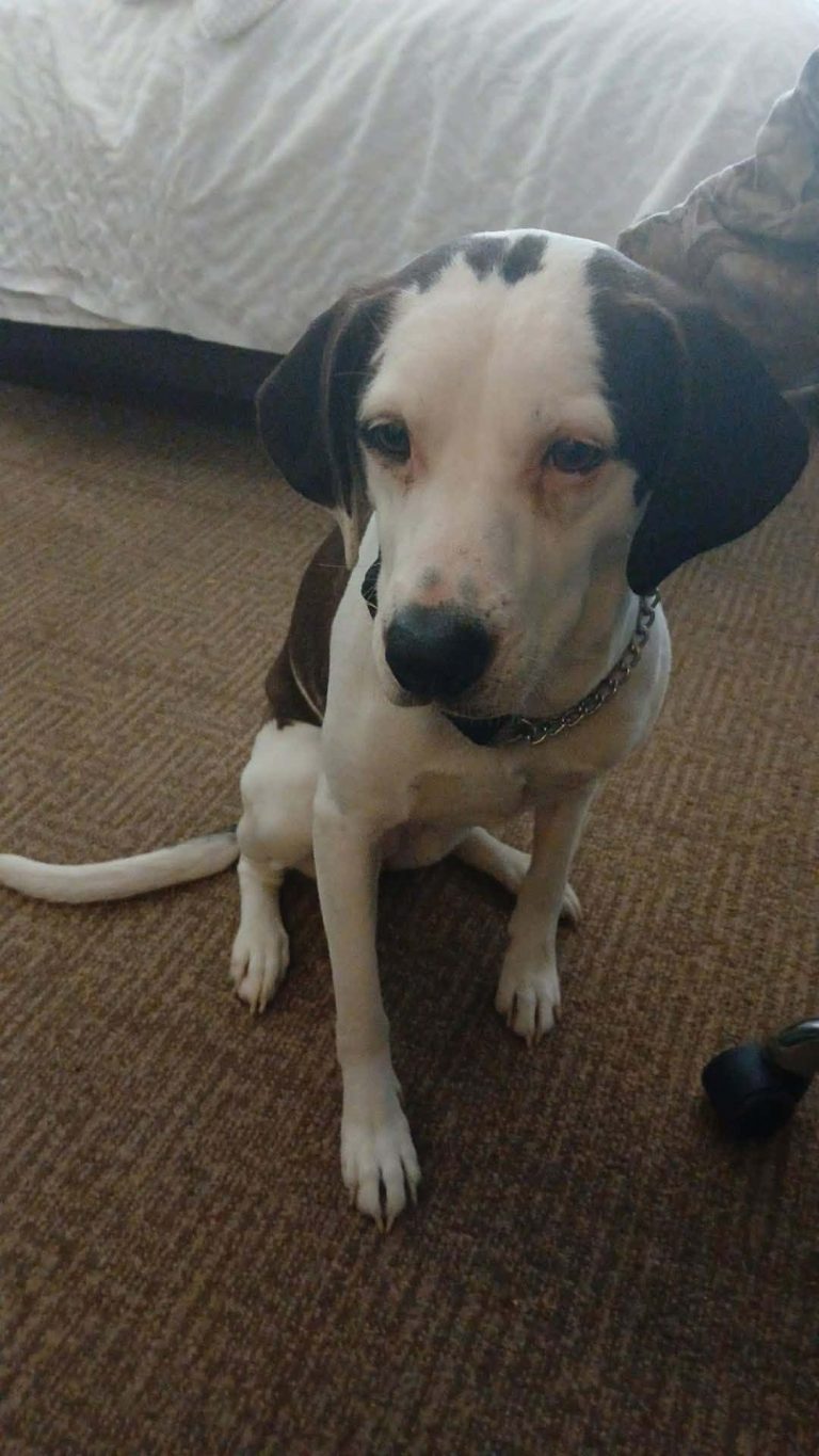 Marie, lost dog, Beagle mix