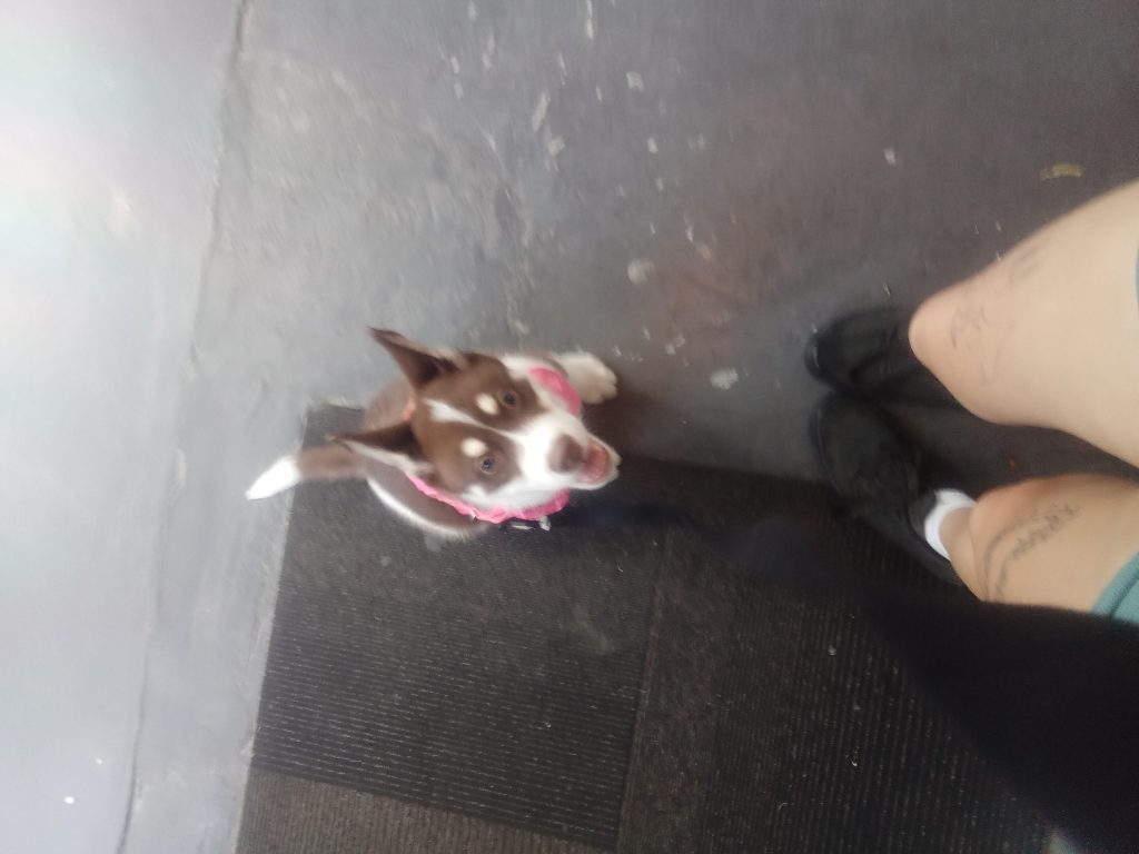 Von, lost dog, Husky