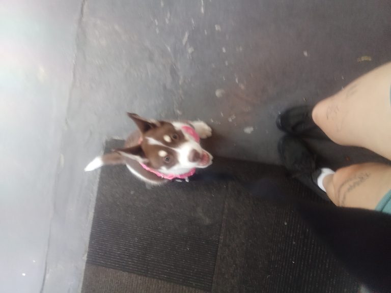 Von, lost dog, Husky