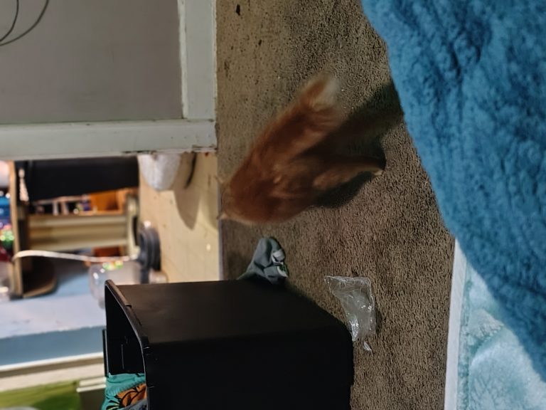 Sunny, lost cat, tabby long hair