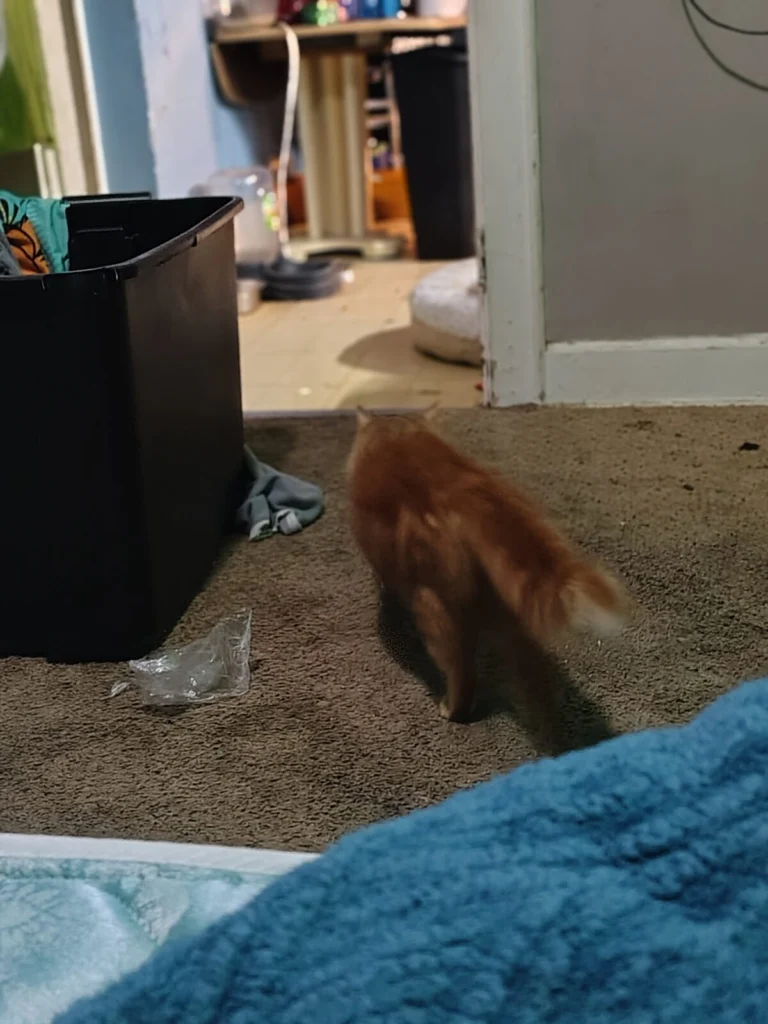 Sunny, lost cat, tabby long hair