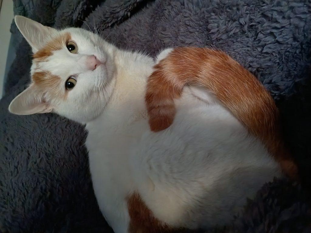 Gigi, lost cat, Not sure