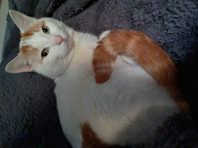 Gigi, lost cat, Not sure