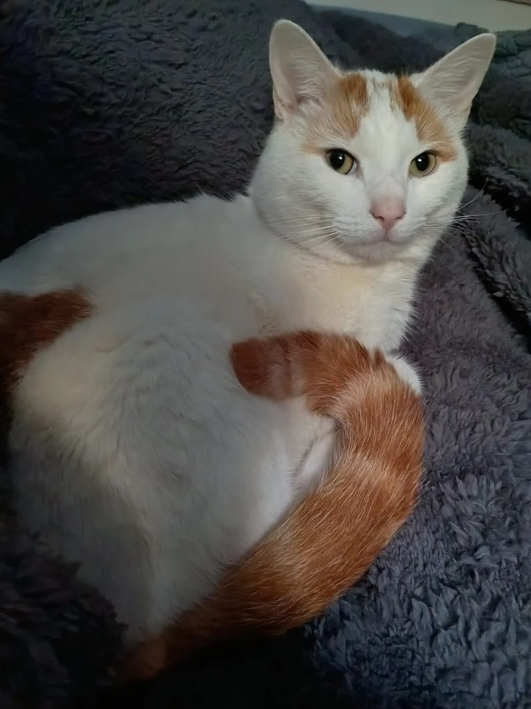 Gigi, lost cat, Not sure