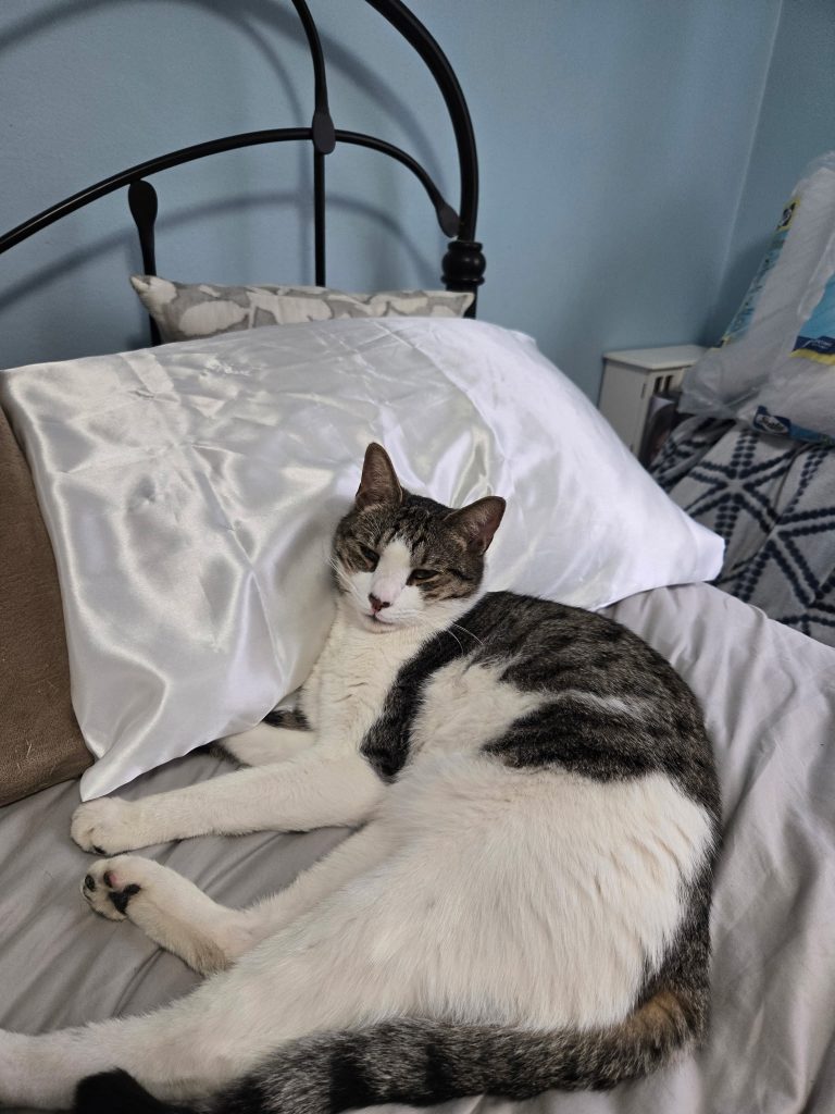 Zeus, lost cat, Domestic short-hair