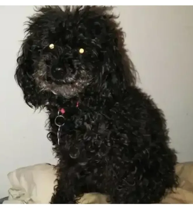 MimiJo, lost dog, Poodle