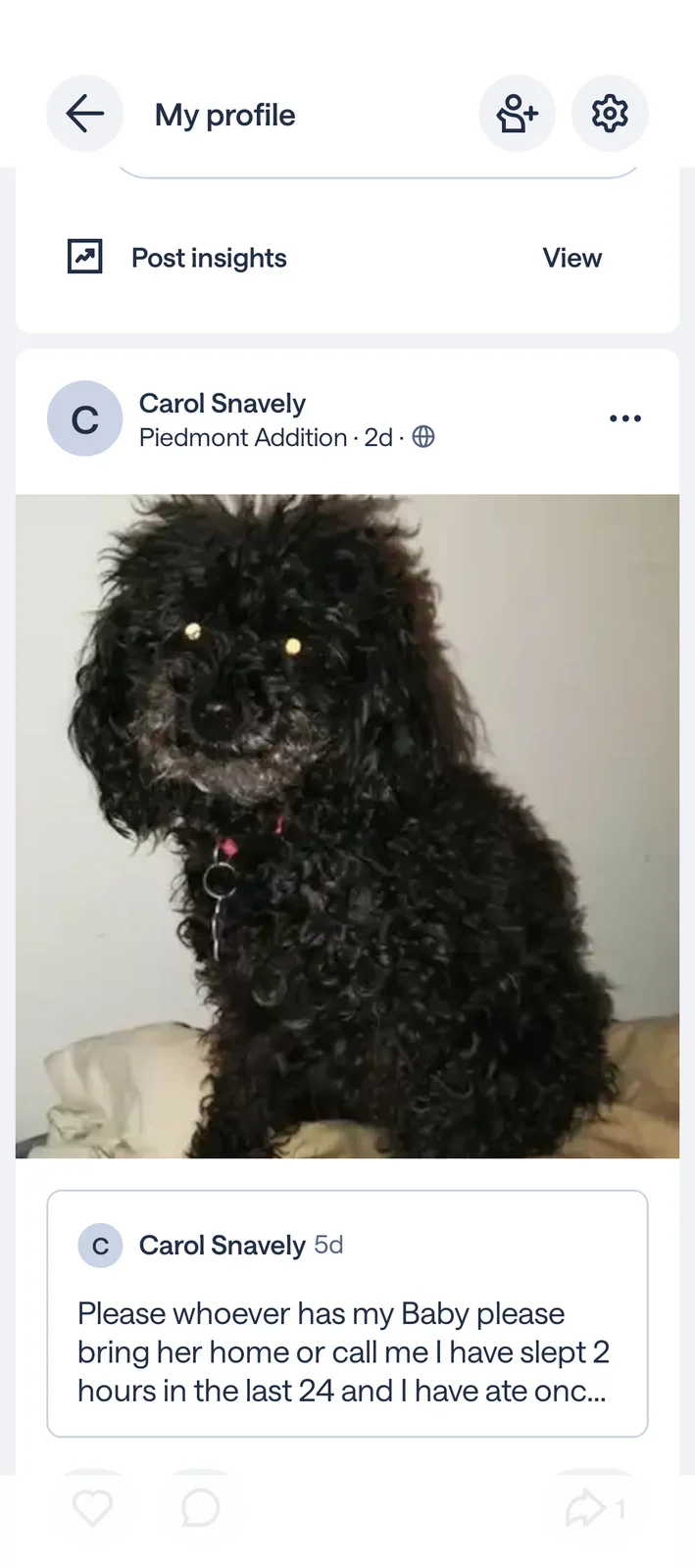 MimiJo, lost dog, Poodle