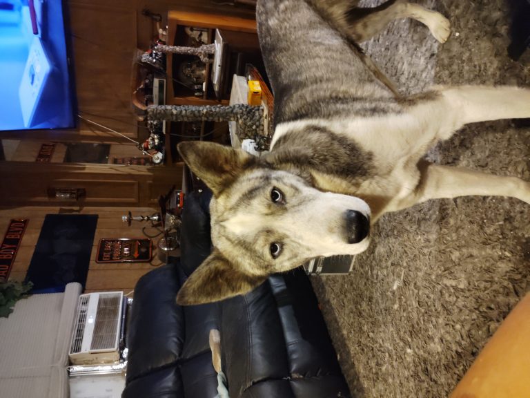 Newman, lost dog, husky
