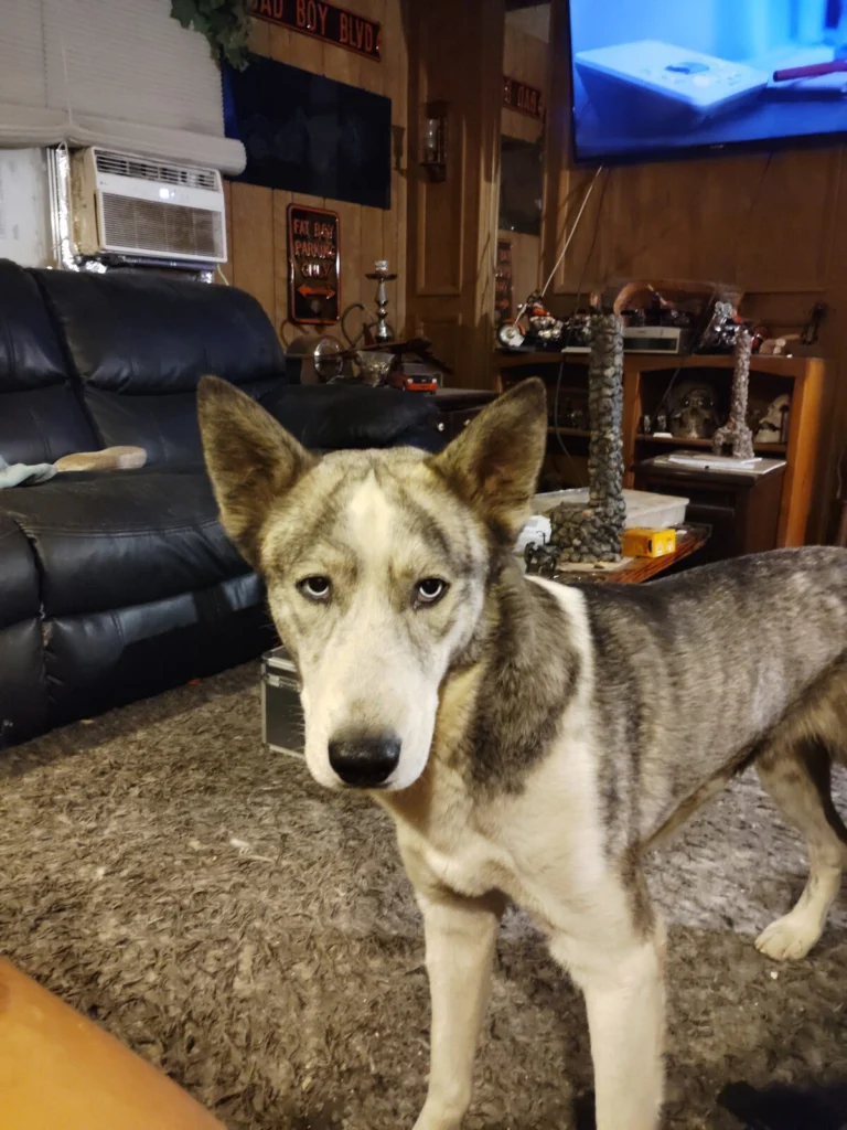 Newman, lost dog, husky