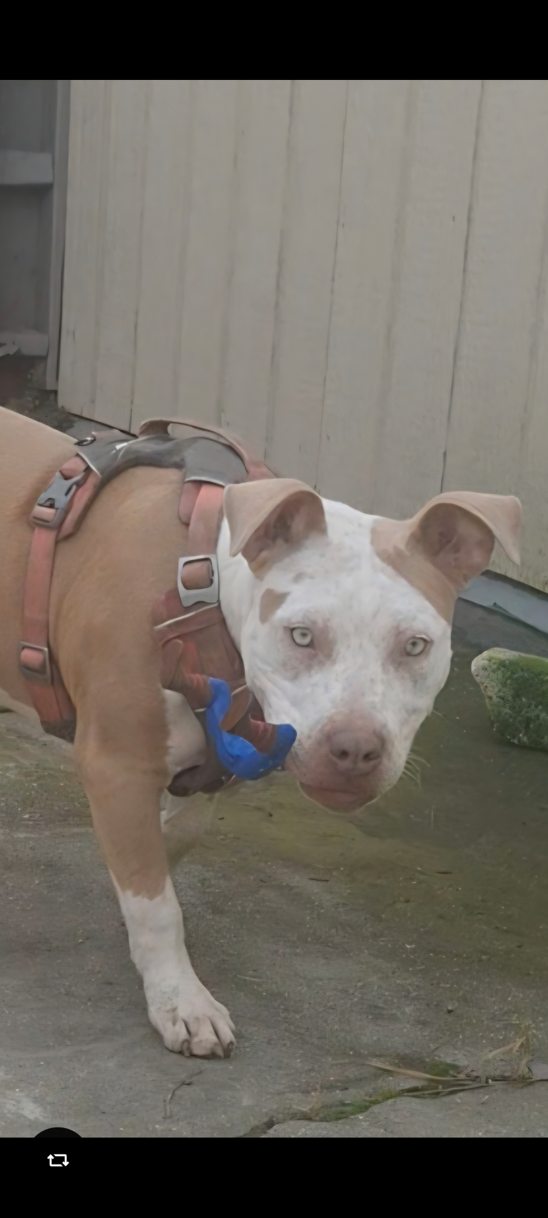 Nala, lost dog, Pitbull