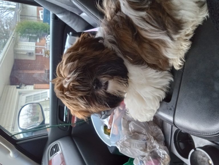 Shag, lost dog, Shih Tzu