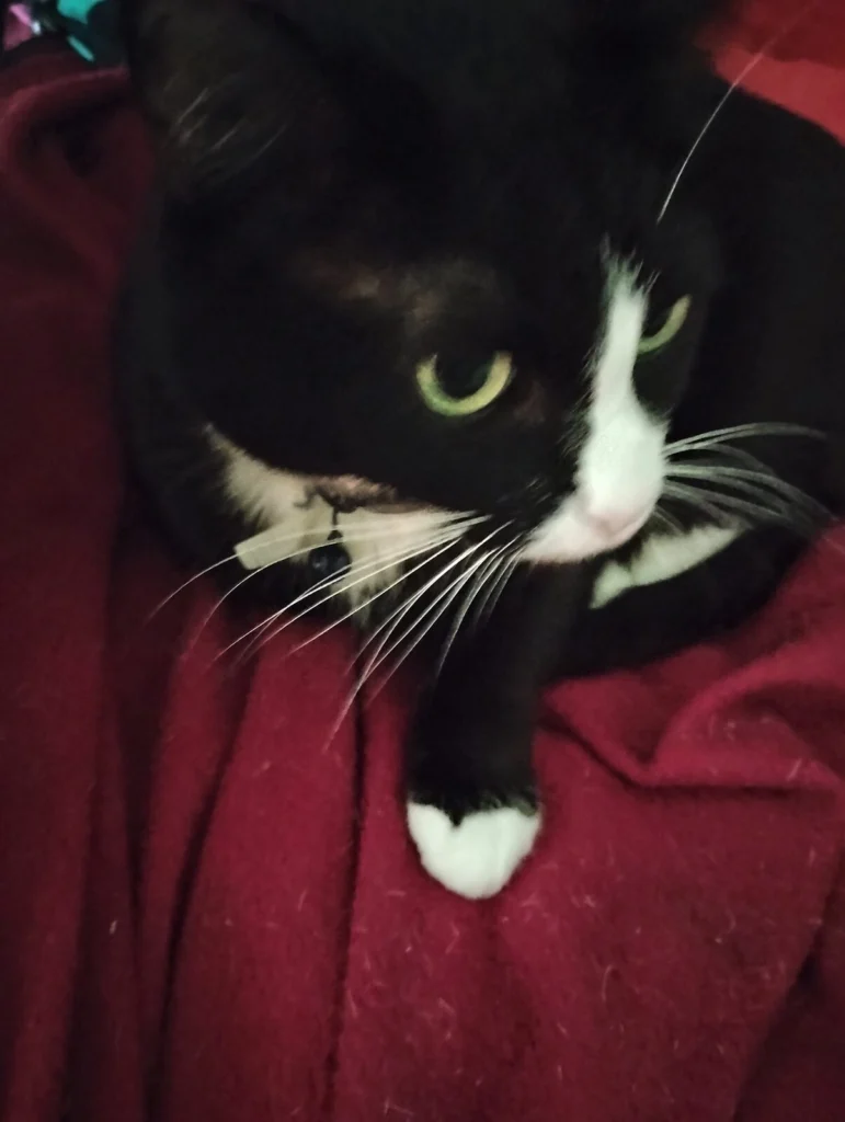 Maggie May, lost cat, Tuxedo